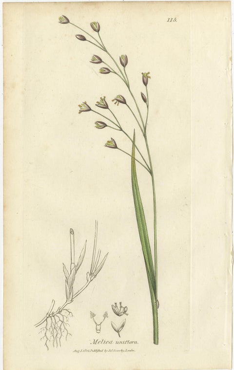 Antique Grasses & Sedges, Hand-Colored Botanical Engravings, c.1830 (Set of 8), view 4