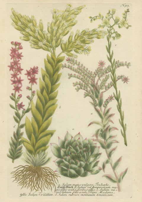 Decorative Botanical Engraving of Sedum & Succulent Plants, 1737, close-up 1