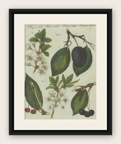 Botanical Study of Plum and Cherry Blossoms and Fruits, Hand-Coloured in 1805, shown framed