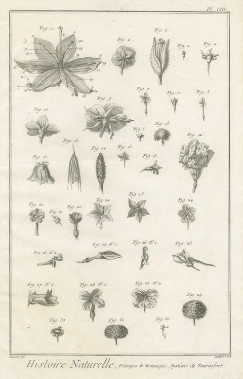 Pair of Antique Botanical Engravings, Tournefort & Linnæus Systems, ca. 1770, close-up 2