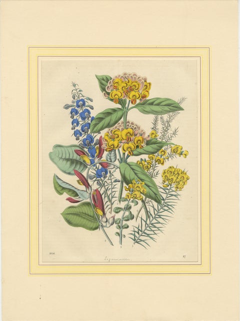 Set of Four Colorful Botanical Flower Prints from Book of Worlds, circa 1850, view 6