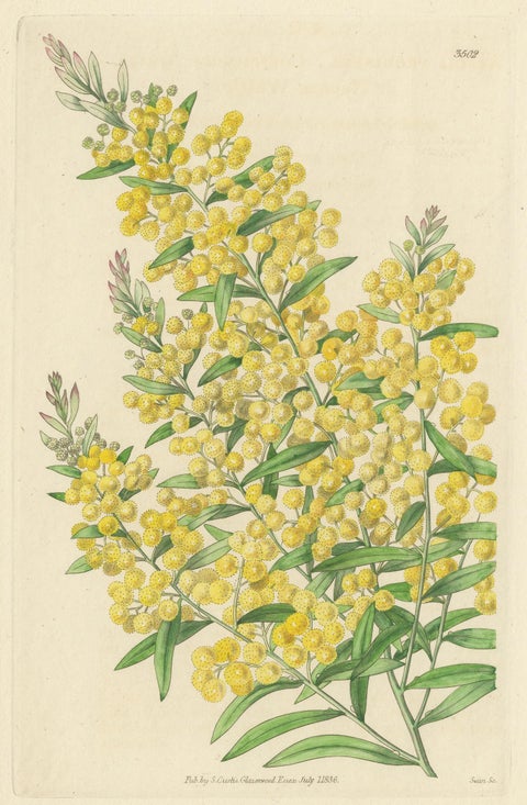 Antique Botany Print of Acacia Prominens by Curtis '1836', view 3