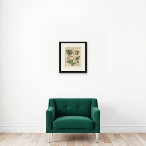 Whitebeam and Wild Service Tree in Blossom, Antique Bertuch Print, circa 1815, shown framed on a wall, true to size