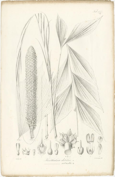 Set of 2 Botany Prints of Palm Species by Blume 'c.1840', view 3