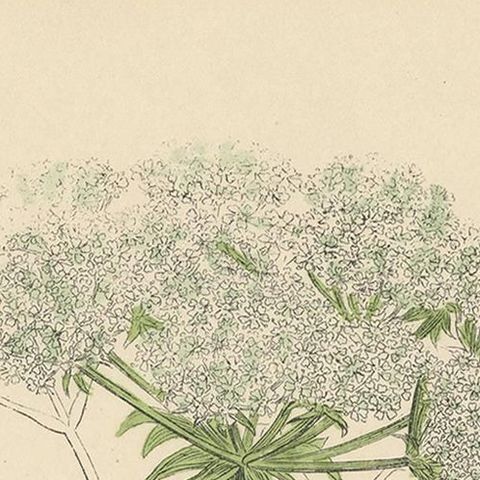 Antique Botany Print 'Marsh Hog's-Fennel' by J. Sowerby, circa 1860, close-up 1