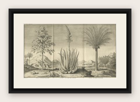 Coffee, Aloe, and Date Trees, Exotic Botanical Engraving, Dutch, c.1730, shown framed