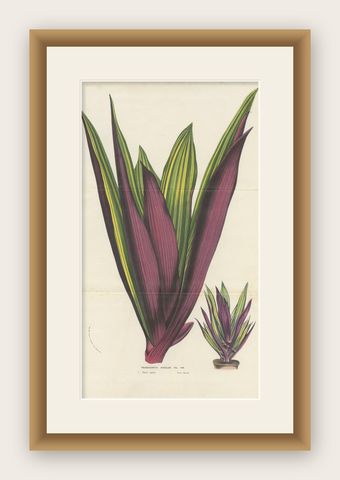 Antique Botany Print of Tradescantia Spathacea by Van Houtte, 1856, shown framed