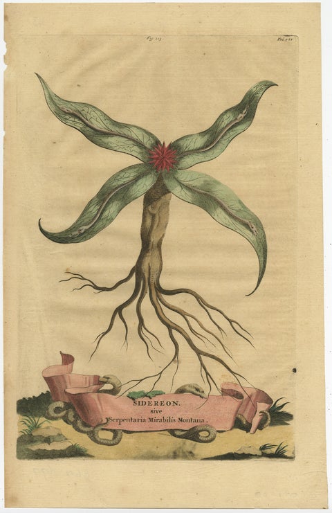 Botanical Engraving of Arrowhead from Munting’s 1696 Herbal Collection, view 2