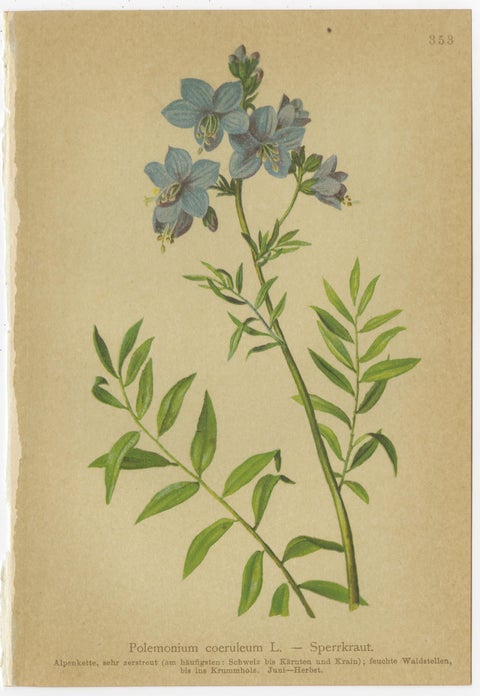 Antique Botanical Prints Alpine Gentians Set of 8, Chromolithographs, 1897, view 10