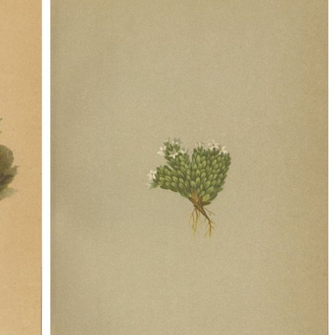 Alpine Botanical Prints Set of 5, Aretia & Douglasia, Antique Chromolithos, 1897, close-up 1