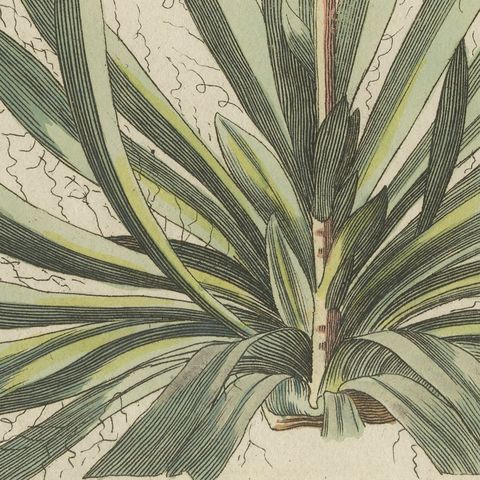 Yucca Adam's Needle in Full Flower, Antique Bertuch Print, circa 1812, close-up 3