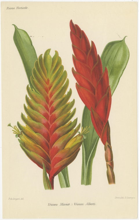 Exquisite Flora: A Chromolithographic Collection from the Revue Horticole, 1855, view 2