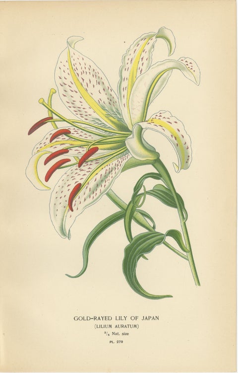 Antique Botanical Lithos of Lilies, Gold-Rayed, Saffron & St. Joseph’s, 1897, view 2