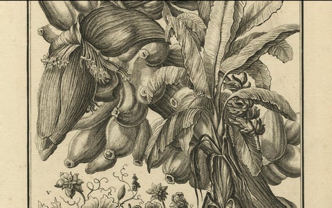 Biblical Botanical Print, Dudaim Melon Engraving by Corvinus, 1731, close-up 3