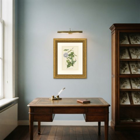Japanese Morning Glory Azurea, Pharbitis Polymorpha Plate IV, 1858, shown framed in a room, true to size