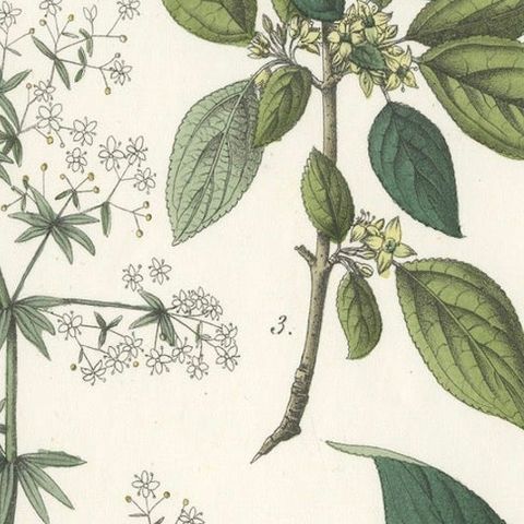 Hand-Colored Botanical Lithograph of Madder, Buckthorn, Cleavers, 1854, close-up 5
