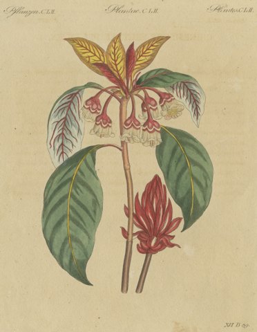Flowering Shrub with Red Blossom, Antique Bertuch Print, circa 1815
