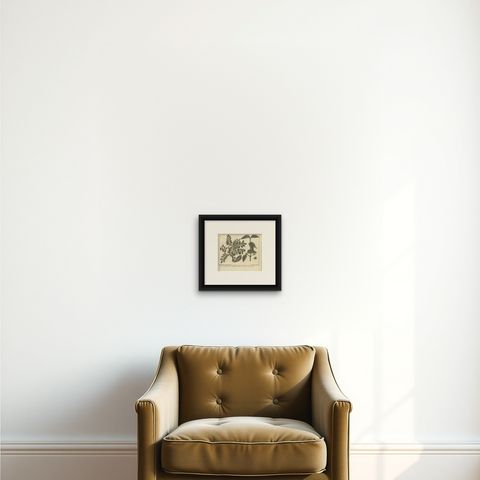 Antique Botany Print of Dogwood by Le Bas, 1752, shown framed on a wall, true to size