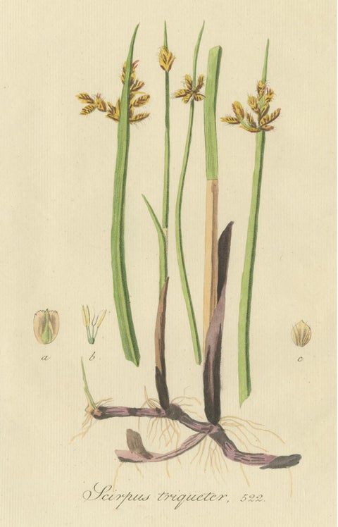 Antique Botany Print of Schoenoplectus Triqueter by Sepp, 1830, view 2