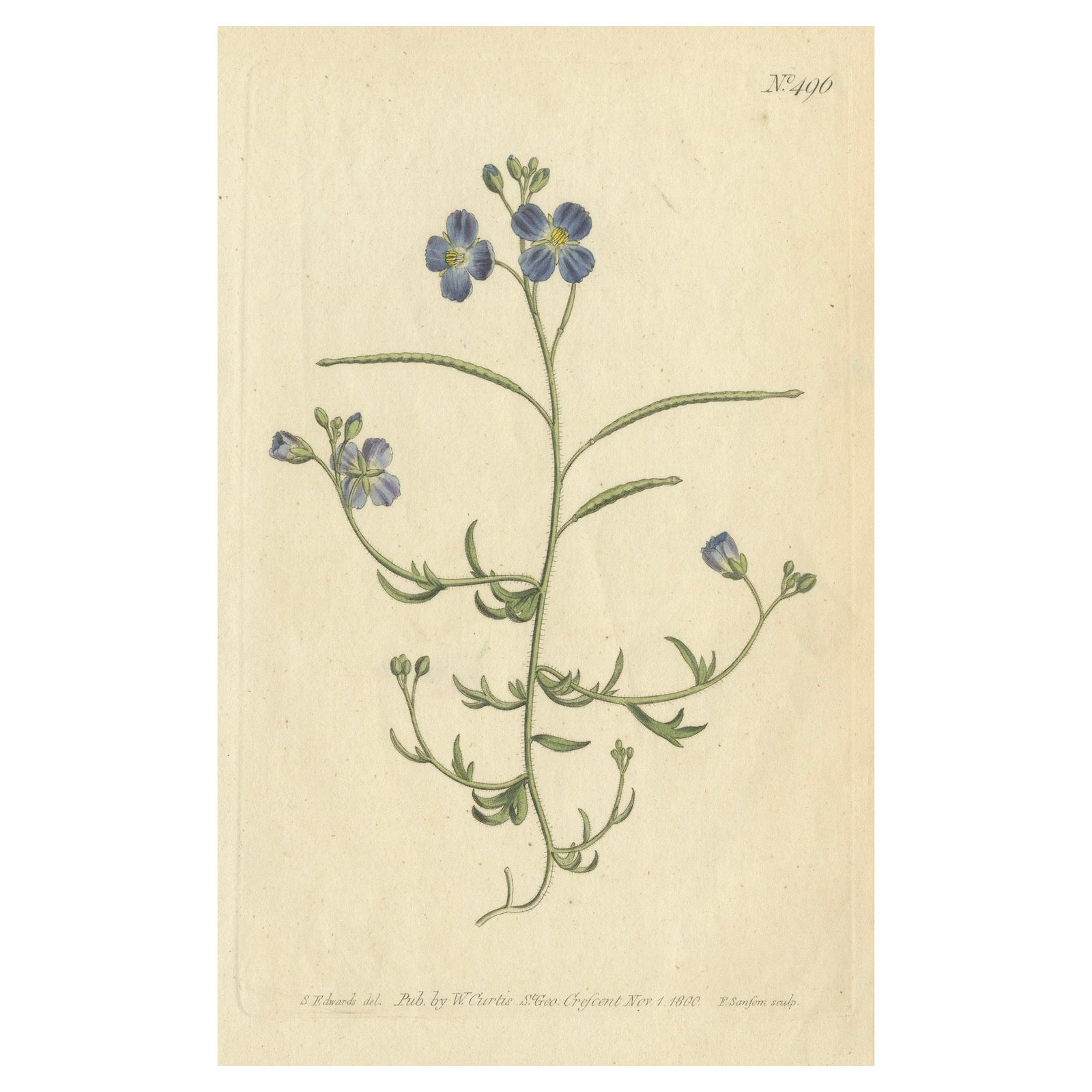 Exquisite 1800 Blue Wildflower Botanical Engraving, A Rare Floral Masterpiece