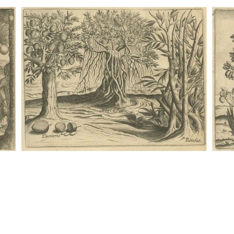 De Bry Indian Botanical Engravings, Coconut, Bamboo & Cashew Trees, c.1598, close-up 4