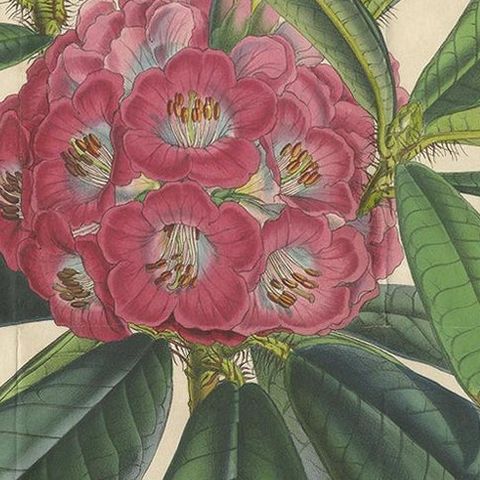 Antique Botany Print of the Rhododendron Barbatum by Van Houtte, 1849, close-up 1