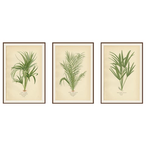 Antique Botanical Prints of Curly Palm, Spiny Date Palm & Trachycarpus, c.1897