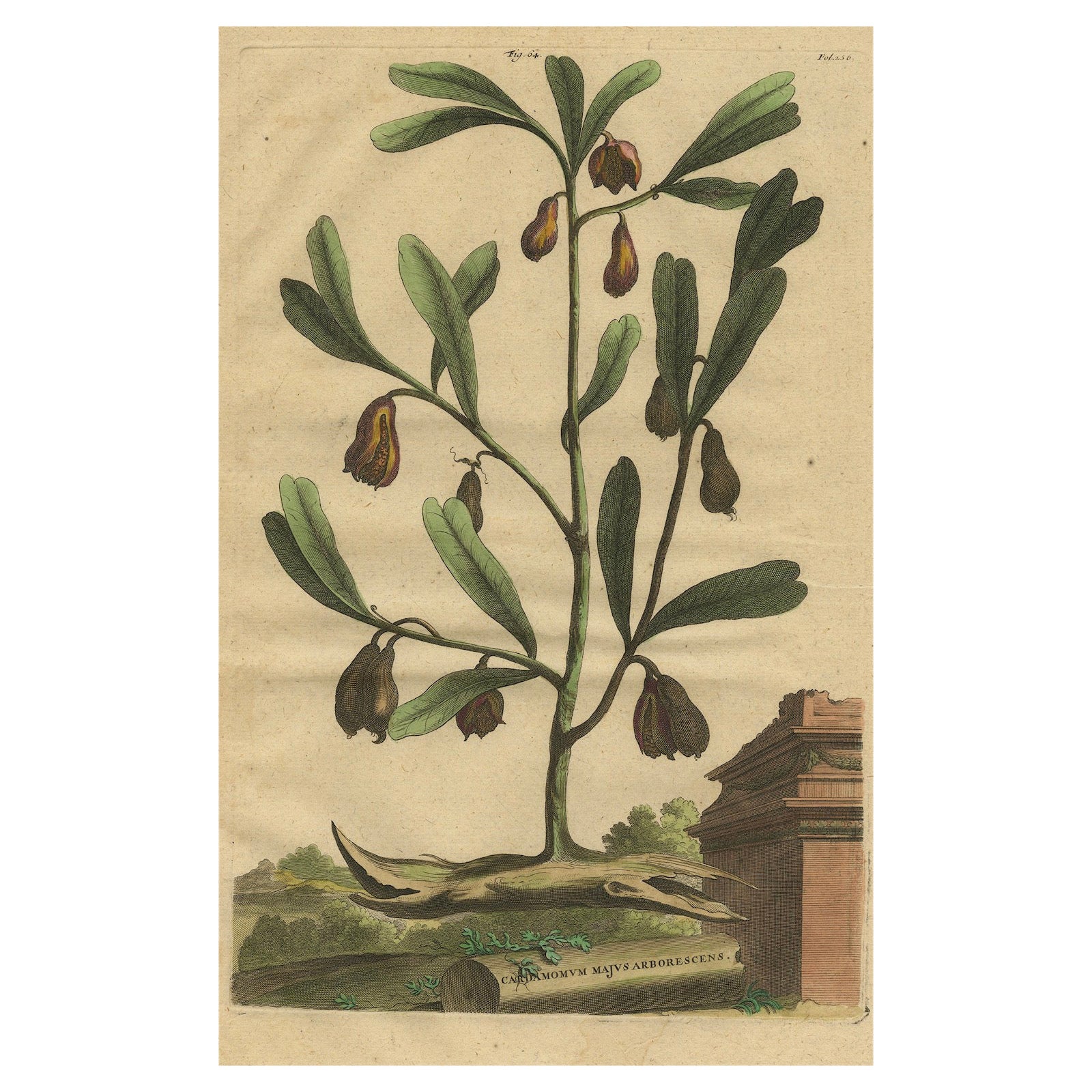 Botanical Illustration of Cardamom Plant (Cardamomum majus arborescens) , 1696