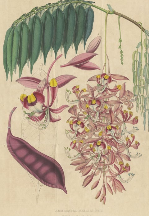Antique Botany Print of the Amherstia Nobilis by Van Houtte, 1849, view 2