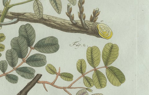 Original Antique Botanical Print of Rubber and Gum Arabic Trees by Bertuch, 1802, close-up 5