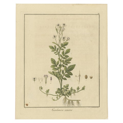 Detailed Engraved Botanical Study of Cardamine Amara or Bittercress, 1822
