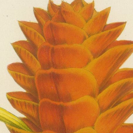 19th Century Botanical Lithograph of Aphelandra Porteana by Louis van Houtte, close-up 4