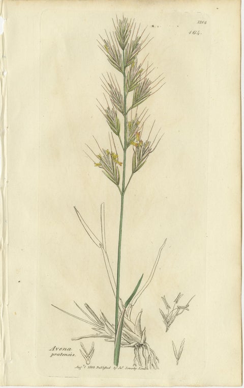 Set of 8 Antique Botanical Engravings of Avena, Arundo & Meadow Grasses, c.1830, view 5