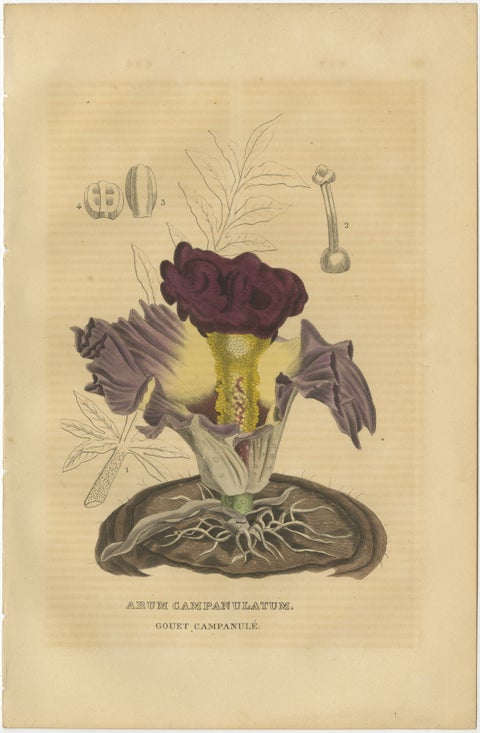 Velvet Majesty: The Bell-Shaped Arum, A Vintage Portrait of Botanical Splendor, view 2