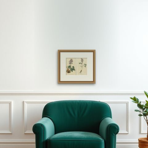 Set of 2 Antique Botany Prints, Solid Rooted and Hollow Rooted Fumitory, shown framed on a wall, true to size