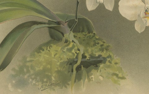Victorian Botanical Print, White Phalaenopsis Casta Orchid, Published ca.1888, close-up 2