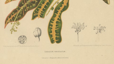 Original Garden Croton (Joseph's Coat) Botanical Chromolithograph, c. 1880, close-up 6