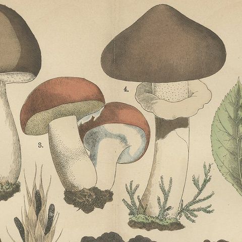 Morels & Truffles, Antique Botanical Lithograph, European Fungi 1885, close-up 6