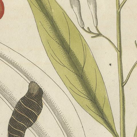 Cassia Cinnamon and Galangal Spices, Antique Bertuch Print, circa 1805, close-up 6