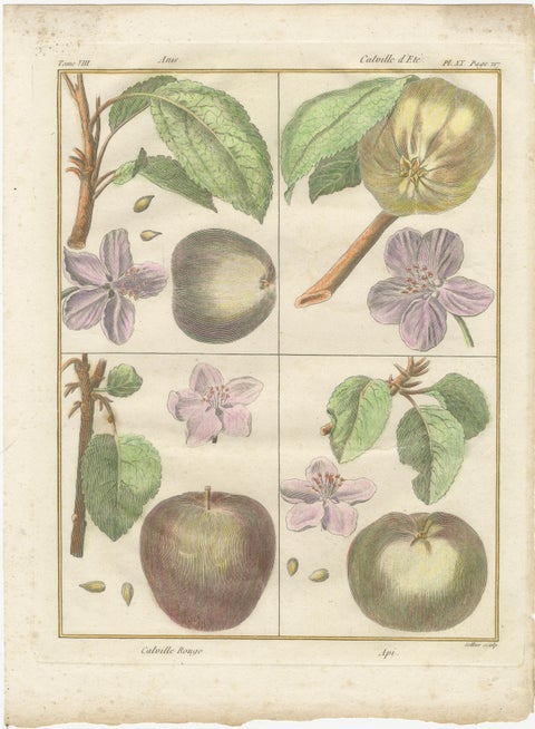 Vintage Botanical Fruit Prints of Apples, Pears and Peaches, Engravings of c1820, view 5