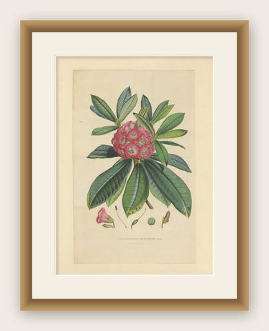 Large Original Antique Flower Lithograph of the Rhododendron Barbatum, 1849, shown framed