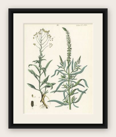 Hand-Colored Botanical Lithograph of Woad and White Goosefoot, Calwer, 1854, shown framed