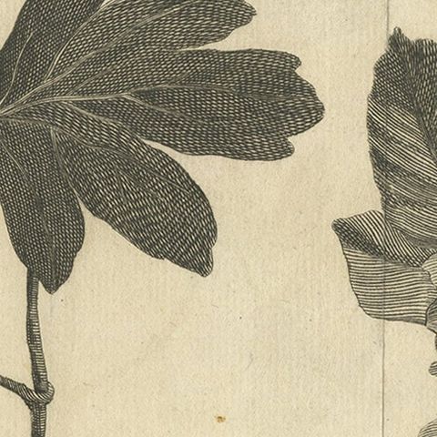 Antique Botany Print of Little Maple and Beechwood, 1752, close-up 2