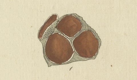 Hand-Colored Engraving of Shield Lichen, Parmelia saxatilis, by F. Guimpel, 1819, close-up 2