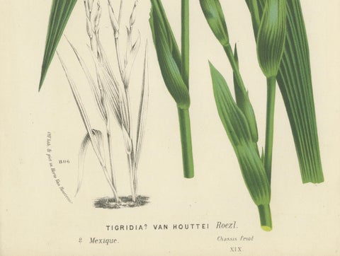 Van Houtte's Tigridia Botanical Illustration by Louis van Houtte, 19th Century, close-up 3