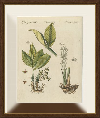 Zedoary and Grains of Paradise Spice Plants, Antique Bertuch Print, circa 1805, shown framed