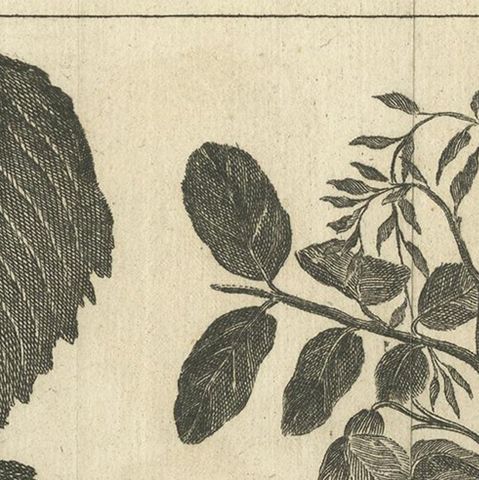 Antique Botany Print of The Elm and Acacia by Le Bas, 1752, close-up 1