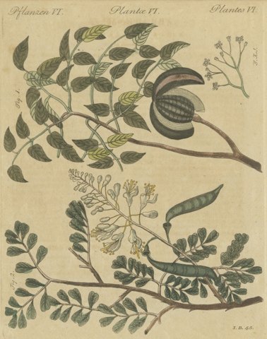Mahogany Tree and Logwood, Antique Bertuch Print, circa 1805