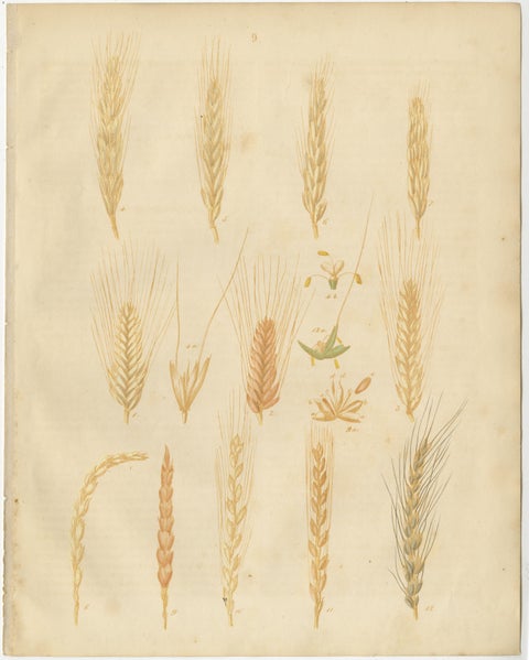 Antique Grain Studies, Wheat Varieties Botanical Lithographs, Calwer 1852, view 2