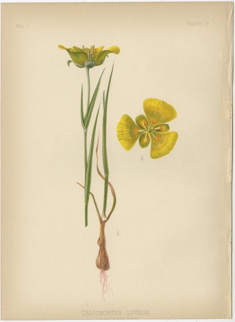 Native US Flora, Two Original Botanical Chromolithograps, 1879, view 3